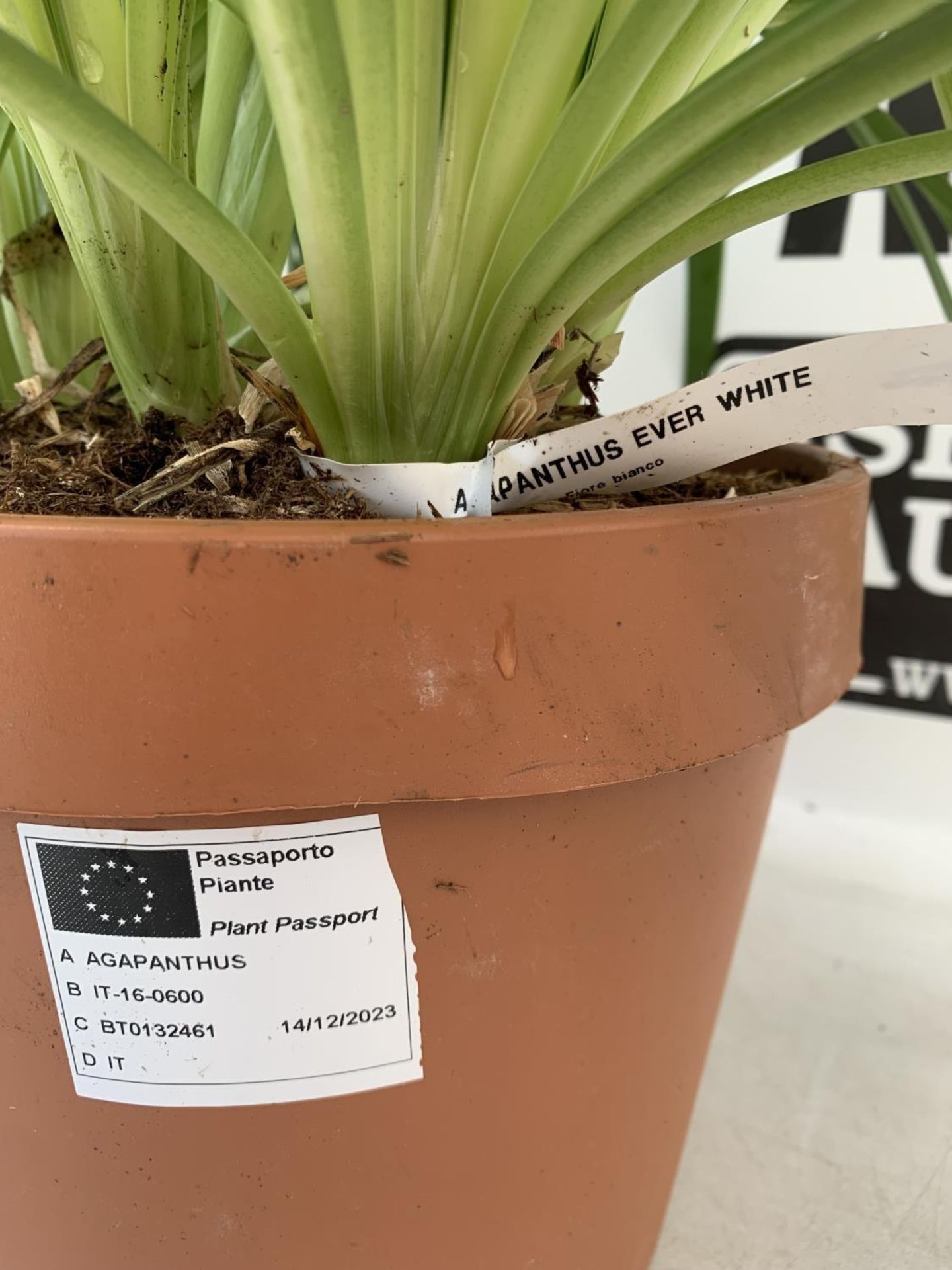 TWO LARGE AGAPANTHUS 'EVER WHITE' IN 4 LTR POTS APPROX 60CM IN HEIGHT PLUS VAT TO BE SOLD FOR THE - Image 7 of 8