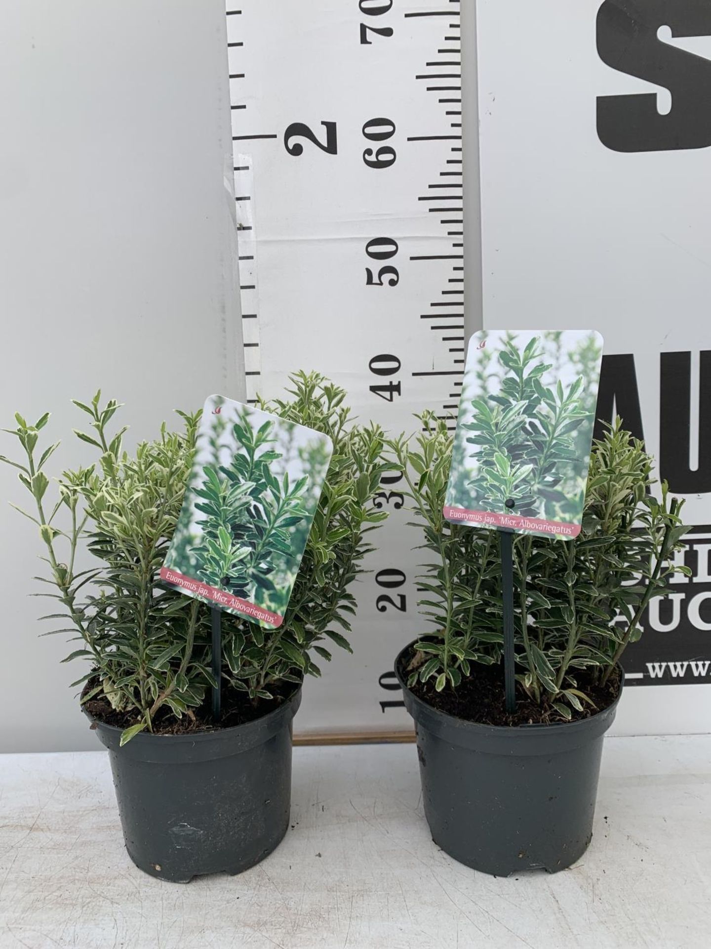 TWO EUONYMUS JAPONICA ALBOVARIEGATUS IN TWO LTR POTS HEIGHT 40CM PLUS VAT TO BE SOLD FOR THE TWO - Image 2 of 8