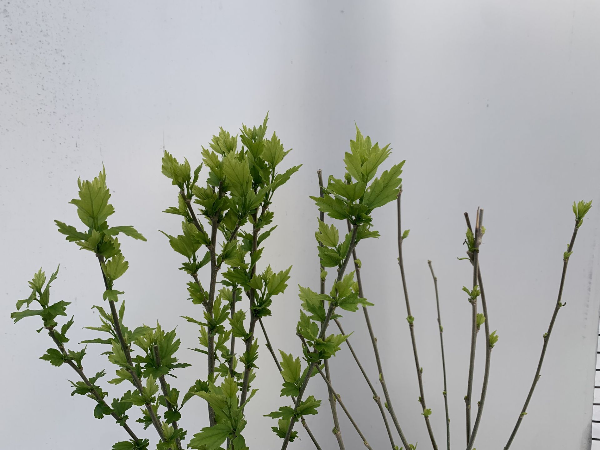 TWO HIBISCUS SYRIACUS DUC DE BRABANT AND HAMABO IN 3 LTR POTS 60CM TALL PLUS VAT TO BE SOLD FOR - Image 3 of 8