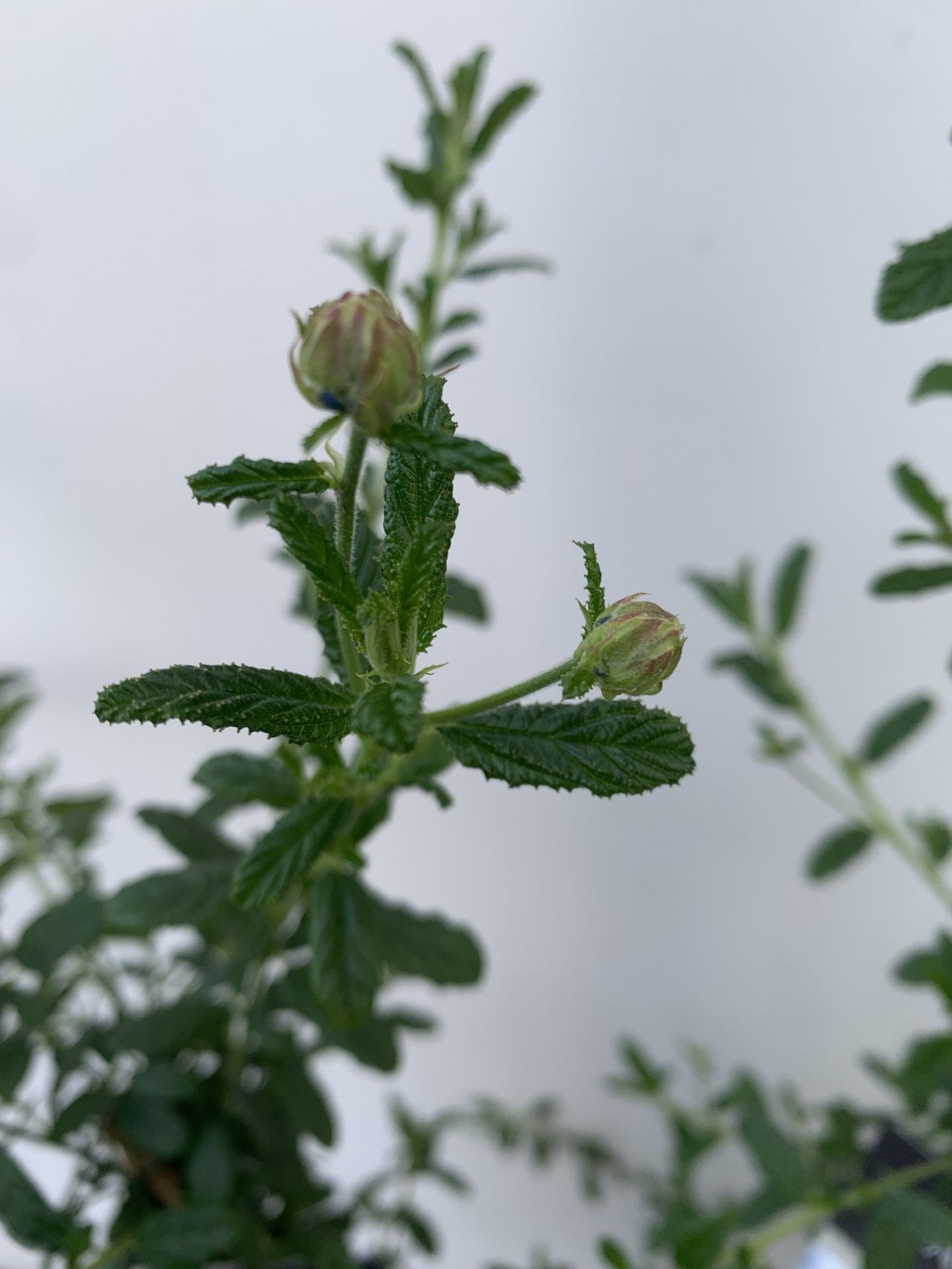 TWO CEANOTHUS CONCHA ON A PYRAMID FRAME 90CM TALL PLUS VAT TO BE SOLD FOR THE TWO - Image 5 of 8