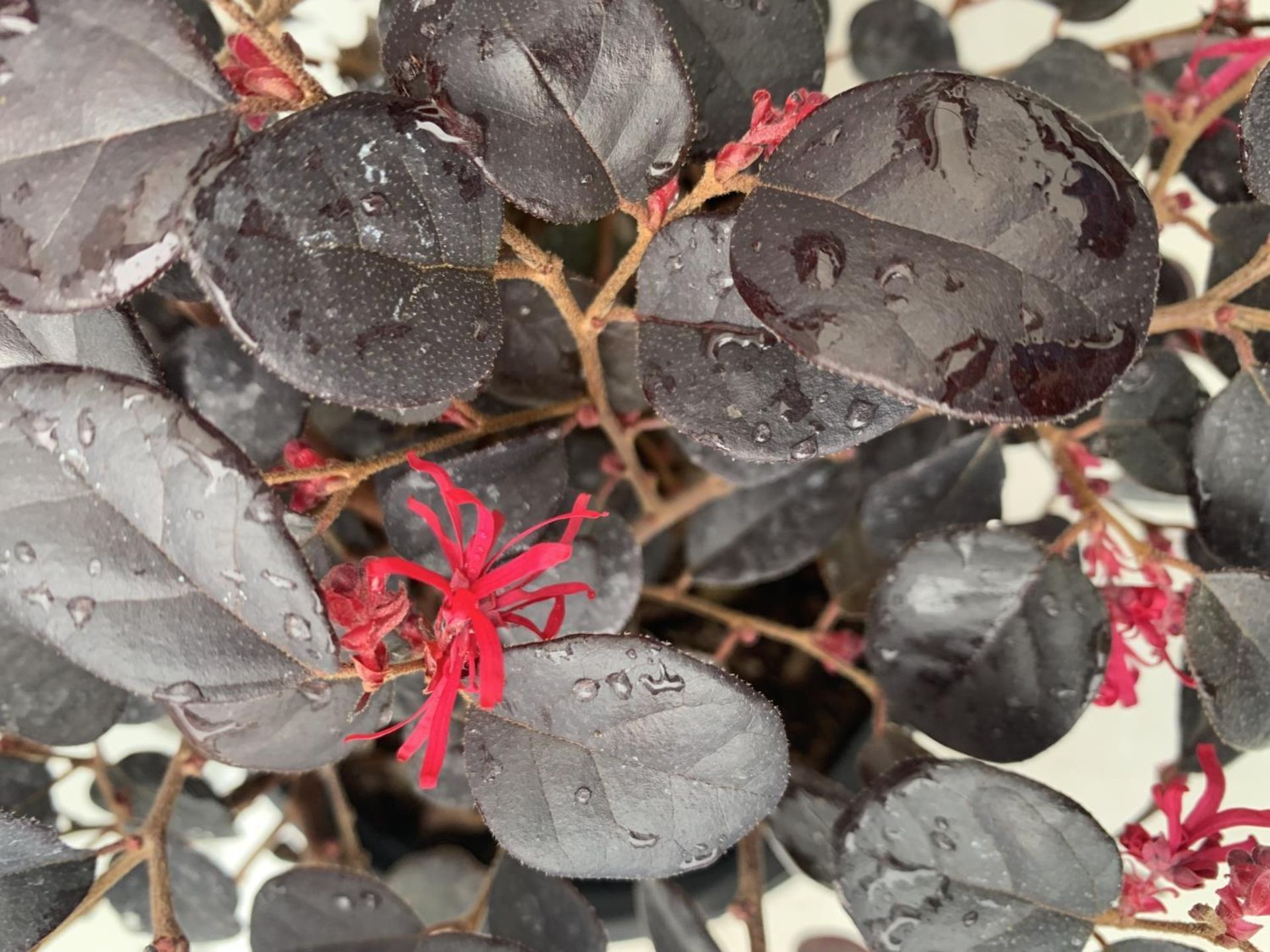 TWO LOROPETALUM CHINESE 'BLACK PEARL' APPROX 45CM IN HEIGHT IN 2 LTR POTS PLUS VAT TO BE SOLD FOR - Image 6 of 12