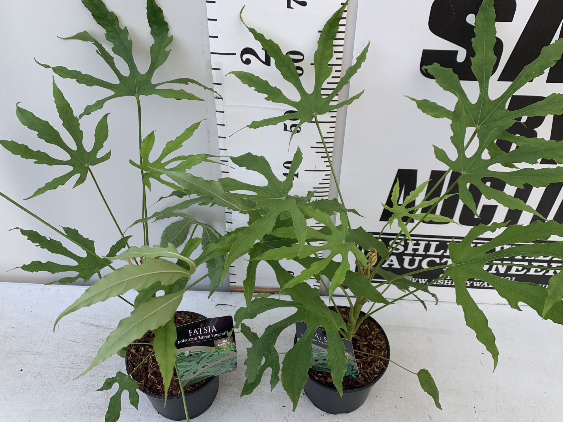 TWO FATSIA JUNGLE GARDEN POLYCARPA GREEN FINGERS IN 2 LTR POTS 70CM TALL PLUS VAT TO BE SOLD FOR THE - Bild 3 aus 8
