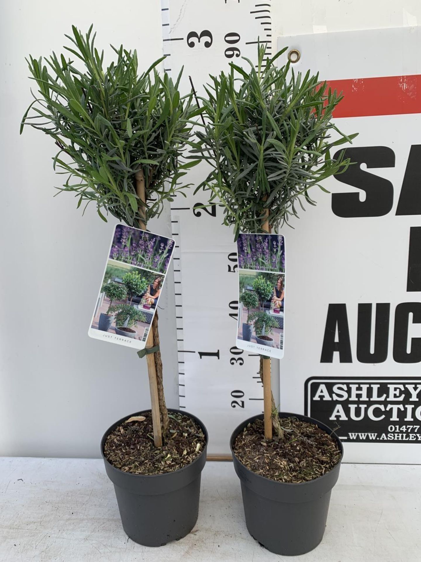 TWO STANDARD LAVANDER PLANTS IN 3 LTR POTS 80CM TALL PLUS VAT TO BE SOLD FOR THE TWO - Image 2 of 10