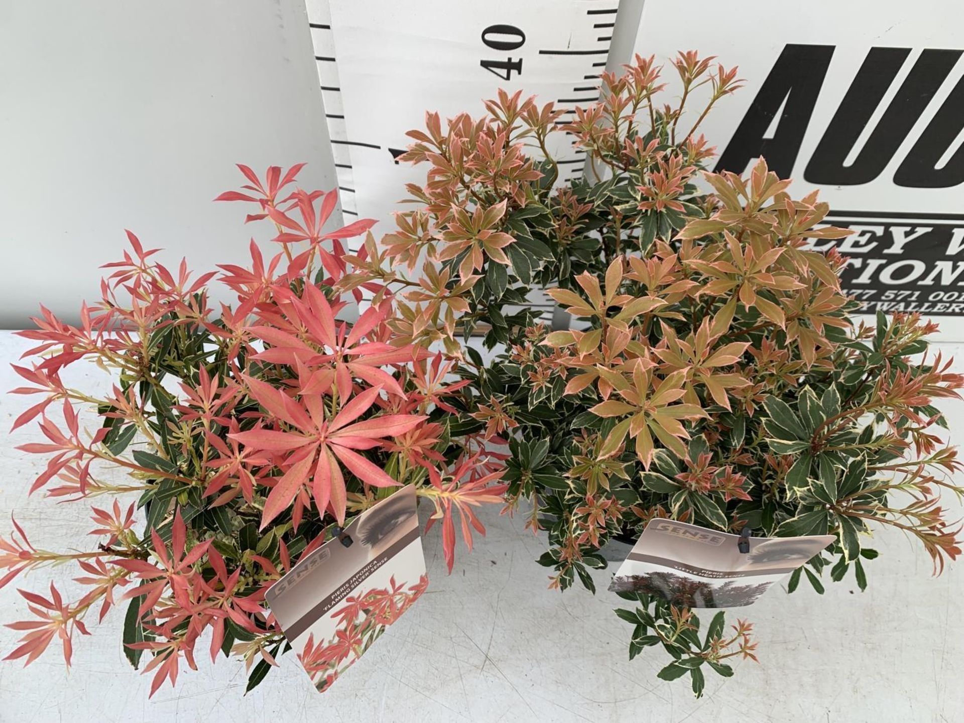 TWO PIERIS JAPONICA LITTLE HEATH AND FLAMING SILVER IN 3 LTR POTS 45CM TALL PLUS VAT TO BE SOLD - Bild 8 aus 10