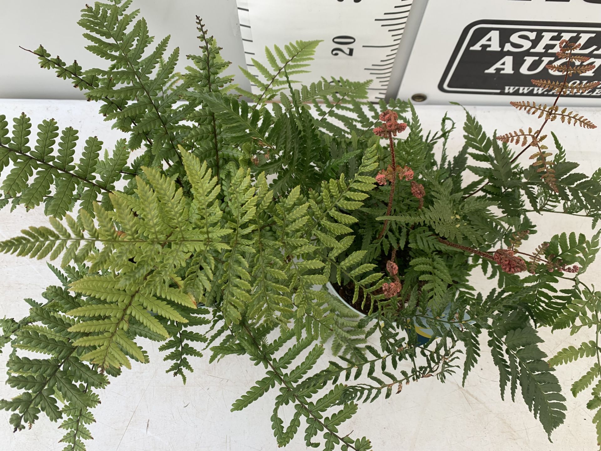 TWO FERNS 'DRYOPTERIS ERYTHROSORA' AND 'DRYOPTERIS AFFINIS' IN 2 LTR POTS APPROX 40CM IN HEIGHT PLUS - Image 3 of 8