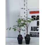 TWO PAEONIA SUFFRUCTICOSA JAPANESE TREE PAEONIES IN BURGUNDY IN 1 LTR POTS HEIGHT 60CM PLUS VAT TO