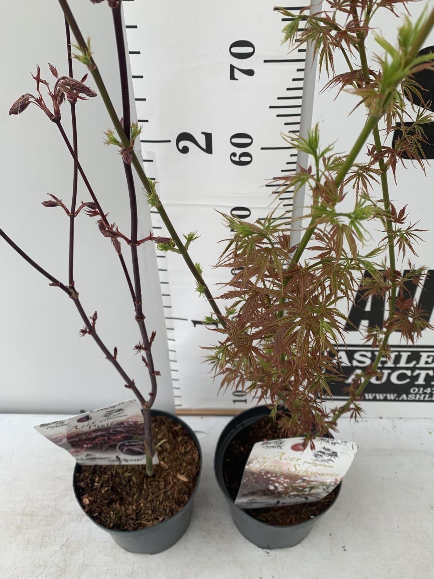 TWO ACER PALMATUMS 'PIXIE' AND 'JERRE SCHWARTZ' OVER 1 METRE IN HEIGHT IN 3 LTR POTS PLUS VAT TO - Image 4 of 12