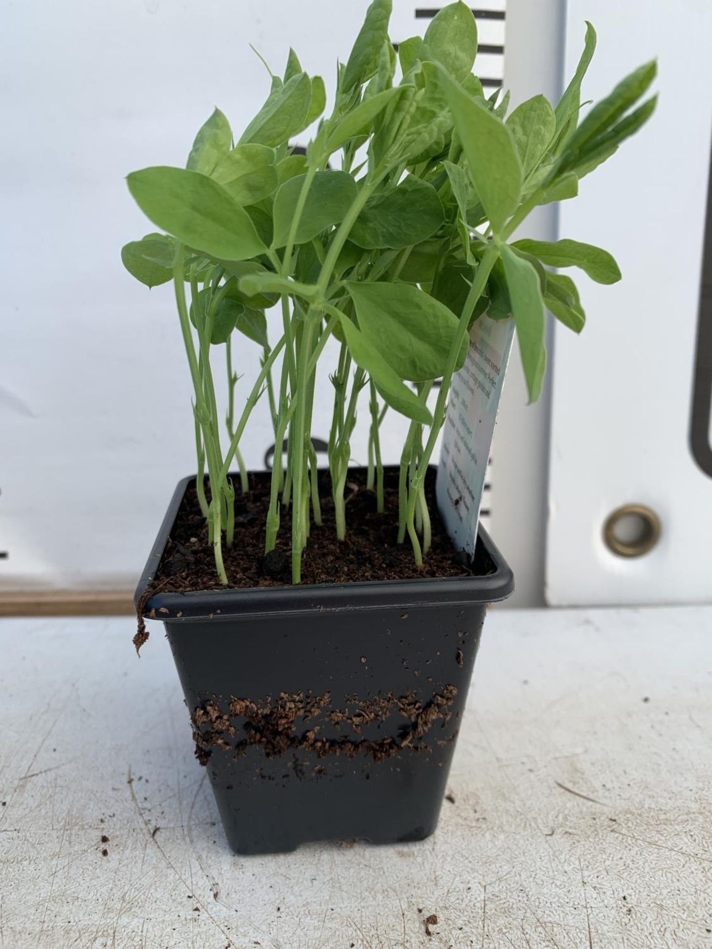 FIFTEEN POTS OF SPENCER SWEET PEAS WITH APPROXIMATELY TWENTY PLANTS IN EACH PLUS VAT TO BE SOLD - Image 6 of 6