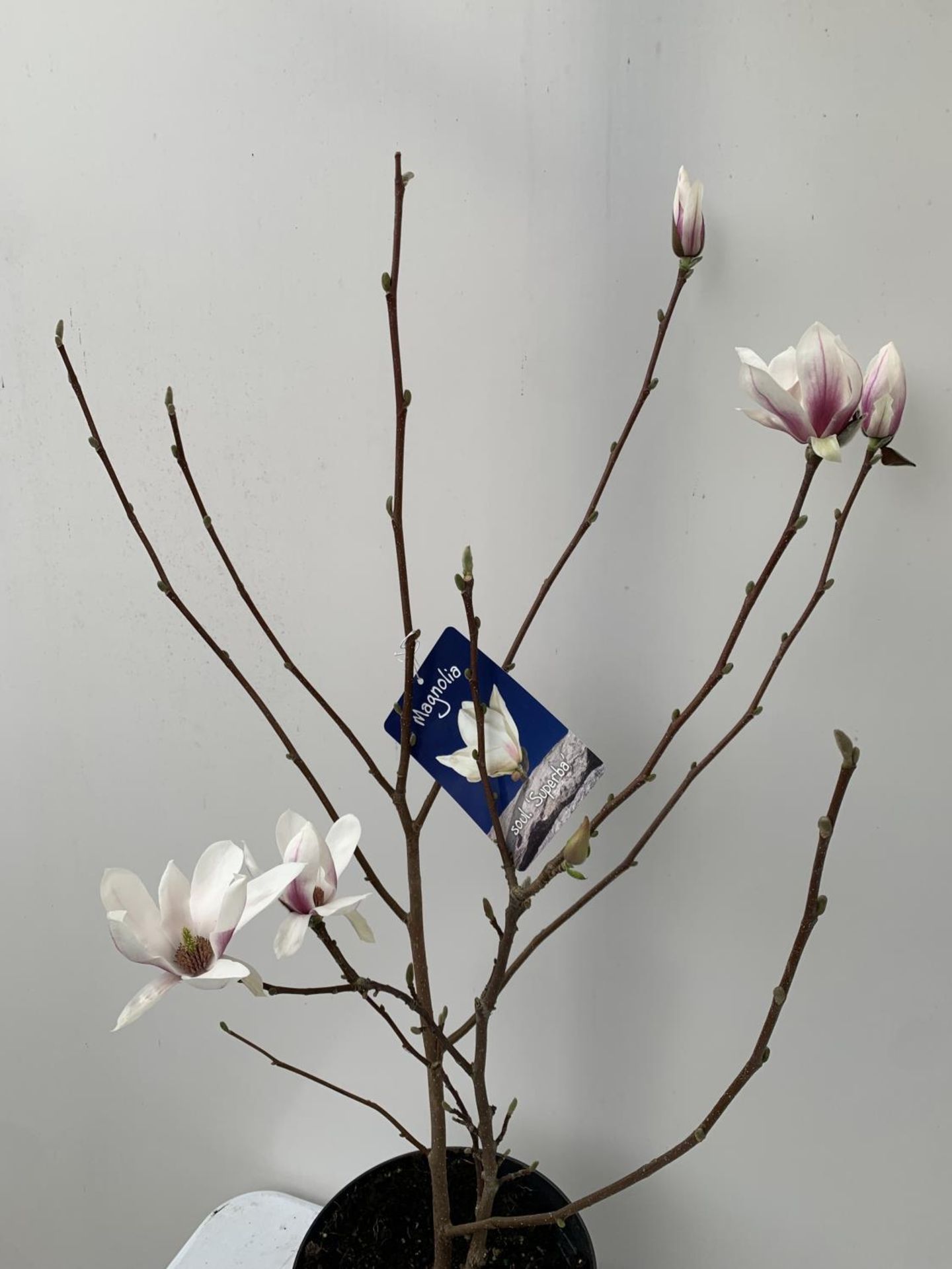 ONE MAGNOLIA SOULANGEANA 'SUPERBA' APPROX 120CM IN HEIGHT IN A 7 LTR POT PLUS VAT - Image 6 of 14