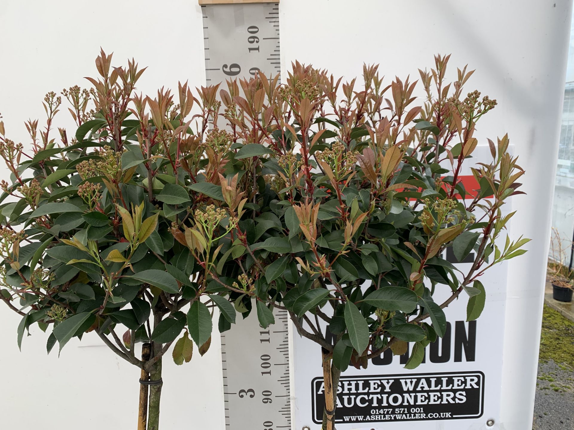 TWO PHOTINIA FRASERI 'RED ROBIN' STANDARD TREES APPROX 180CM IN HEIGHT IN 15 LTR POTS PLUS VAT TO BE - Bild 3 aus 10