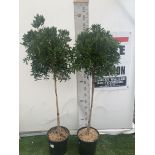 TWO CALLISTEMON BOTTLE BRUSH STANDARD TREES APPROX 170CM IN HEIGHT IN 10 LTR POTS PLUS VAT TO BE