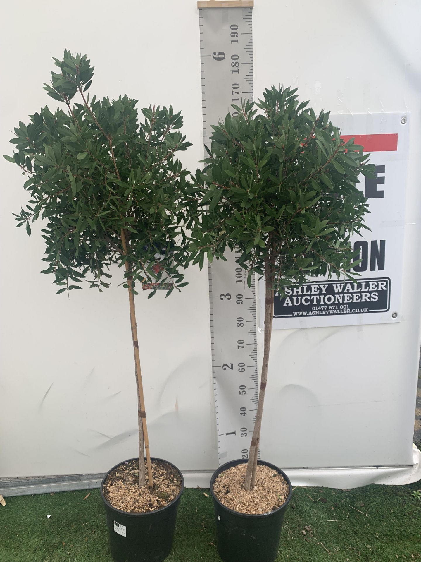 TWO CALLISTEMON BOTTLE BRUSH STANDARD TREES APPROX 170CM IN HEIGHT IN 10 LTR POTS PLUS VAT TO BE