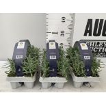 3 CARRY TRAYS OF PLUG LAVENDERS 18 PLANTS IN TOTAL PLUS VAT TO BE SOLD FOR THE THREE TRAYS