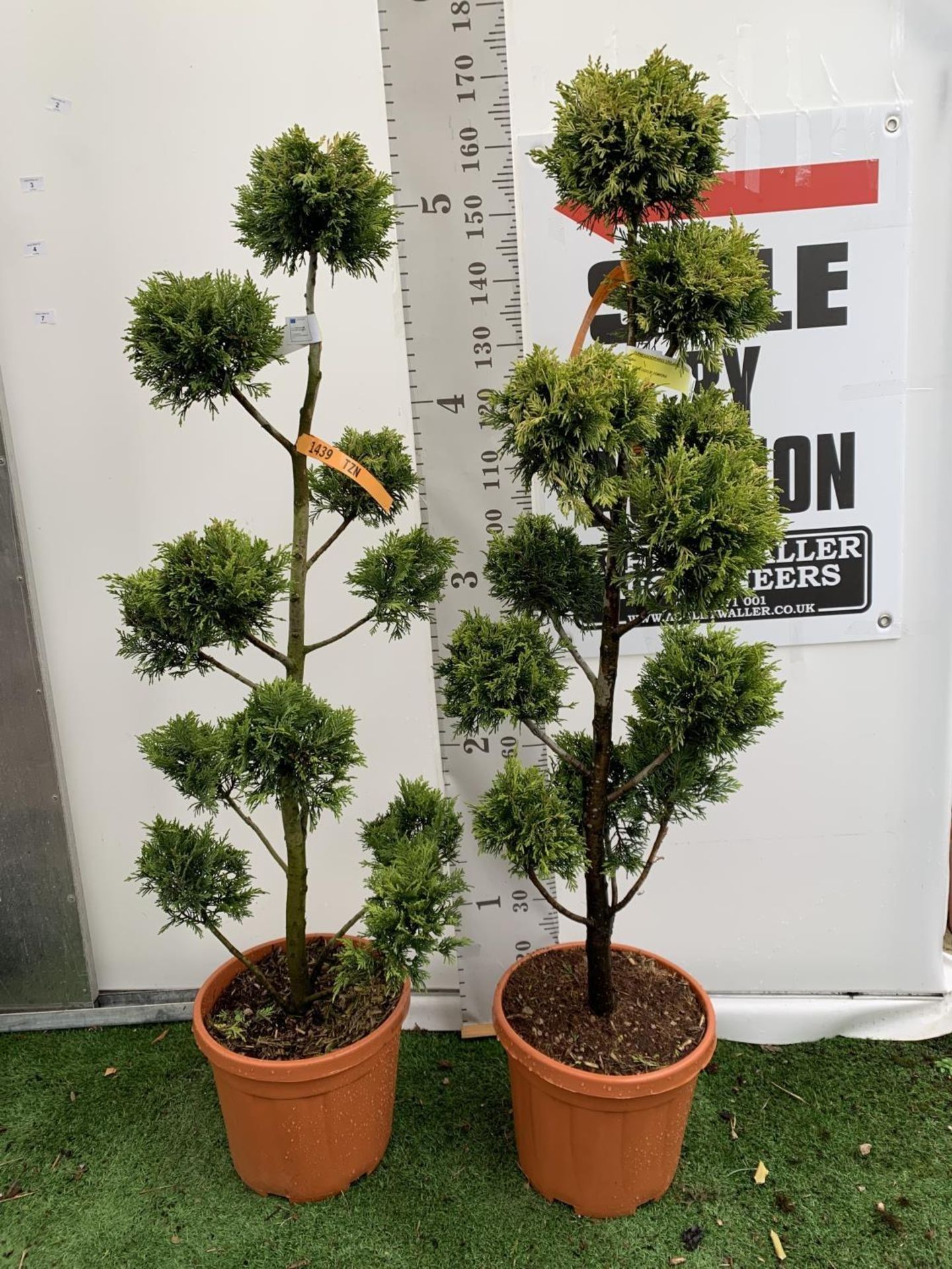 TWO POM POM TREES CUPRESSOCYPARIS LEYLANDII 'GOLD RIDER' APPROX 160CM IN HEIGHT IN 15 LTR POTS