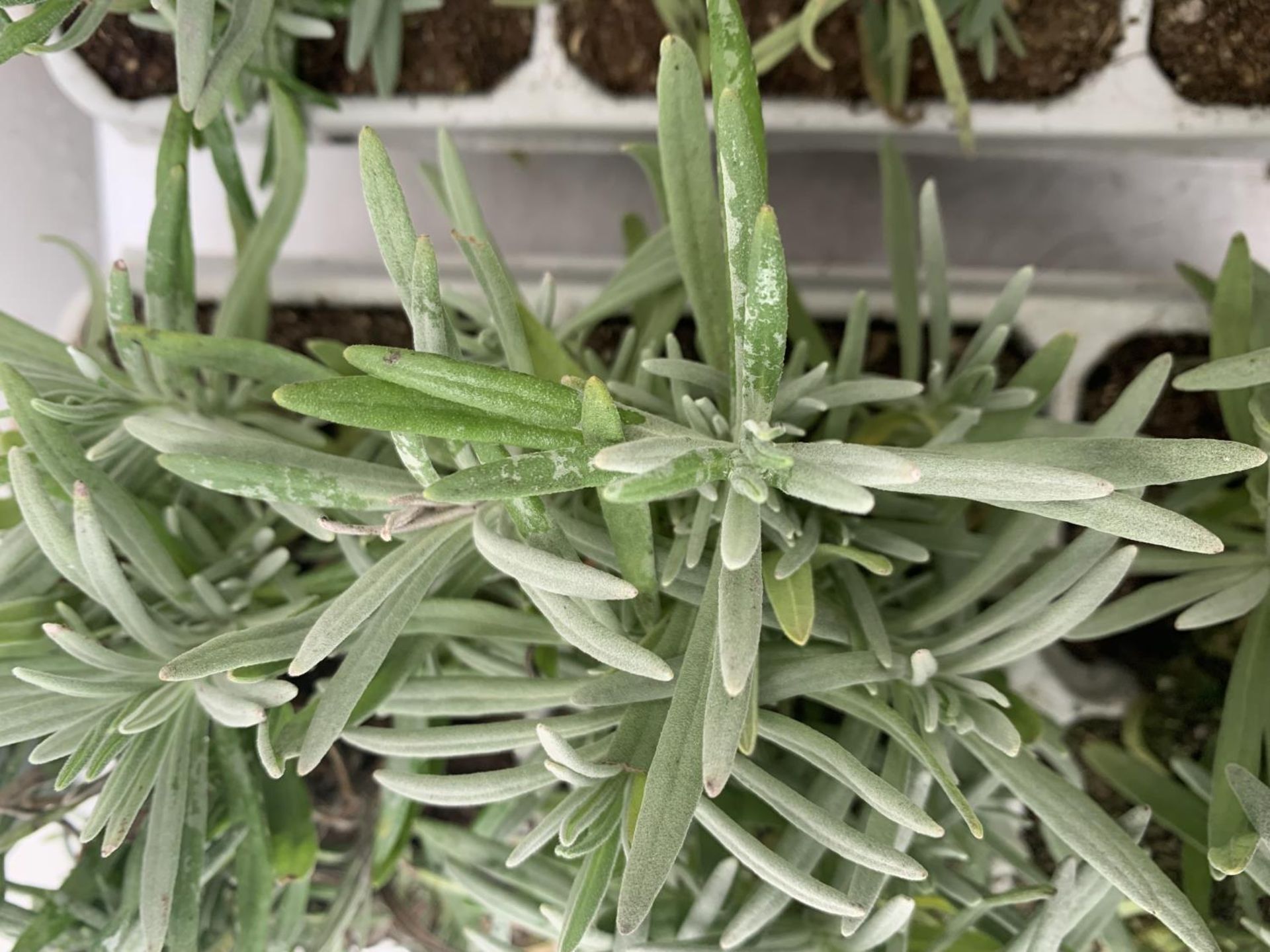 3 CARRY TRAYS OF PLUG LAVENDERS 18 PLANTS IN TOTAL PLUS VAT TO BE SOLD FOR THE THREE TRAYS - Image 6 of 6