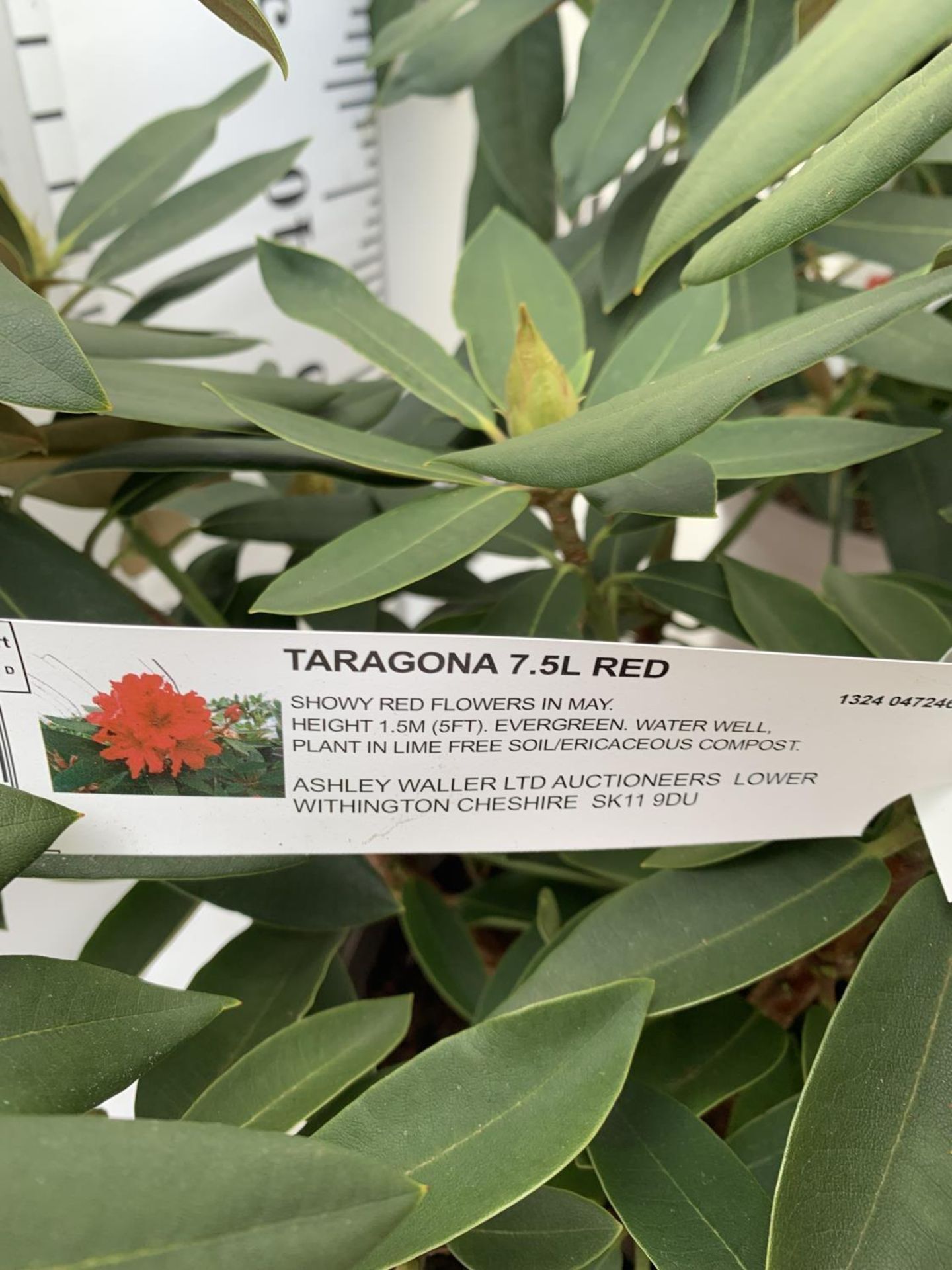 TWO RHODODENDRONS TARAGONA RED IN 7.5 LTR POTS APPROX 70CM IN HEIGHT PLUS VAT TO BE SOLD FOR THE TWO - Image 8 of 8