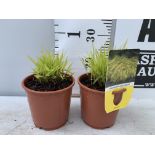 TWO ORNAMENTAL GRASSES HAKONECHLOA MACRA 'ALLGOLD' IN 1 LTR POTS PLUS VAT TO BE SOLD FOR THE TWO