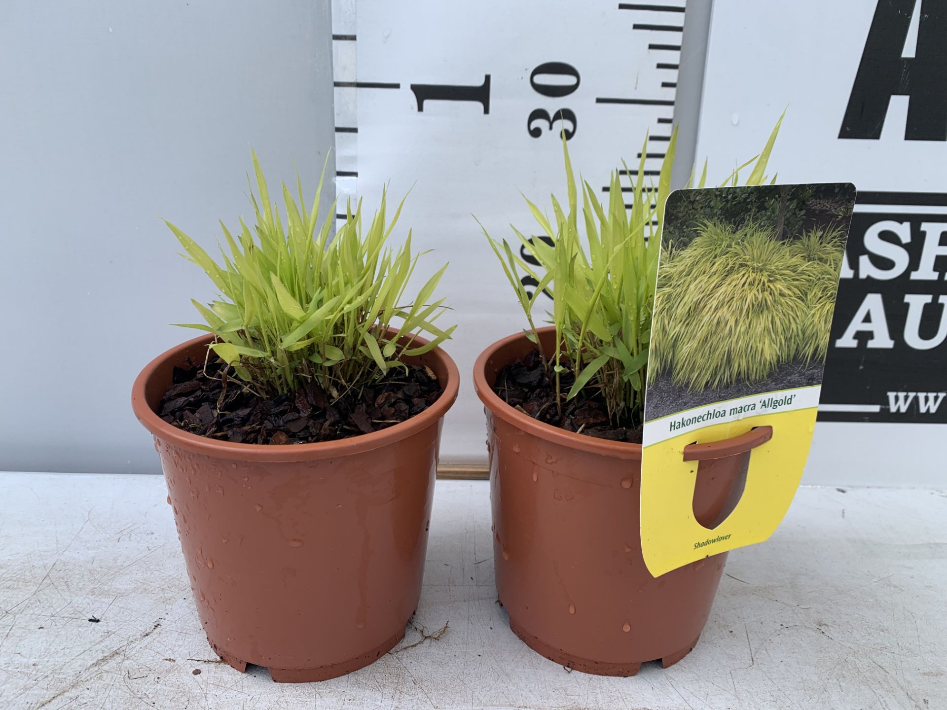 TWO ORNAMENTAL GRASSES HAKONECHLOA MACRA 'ALLGOLD' IN 1 LTR POTS PLUS VAT TO BE SOLD FOR THE TWO
