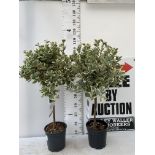 TWO EUONYMUS JAPONICUS STANDARD TREES APPROX 110CM IN HEIGHT IN 5 LTR POTS PLUS VAT TO BE SOLD FOR