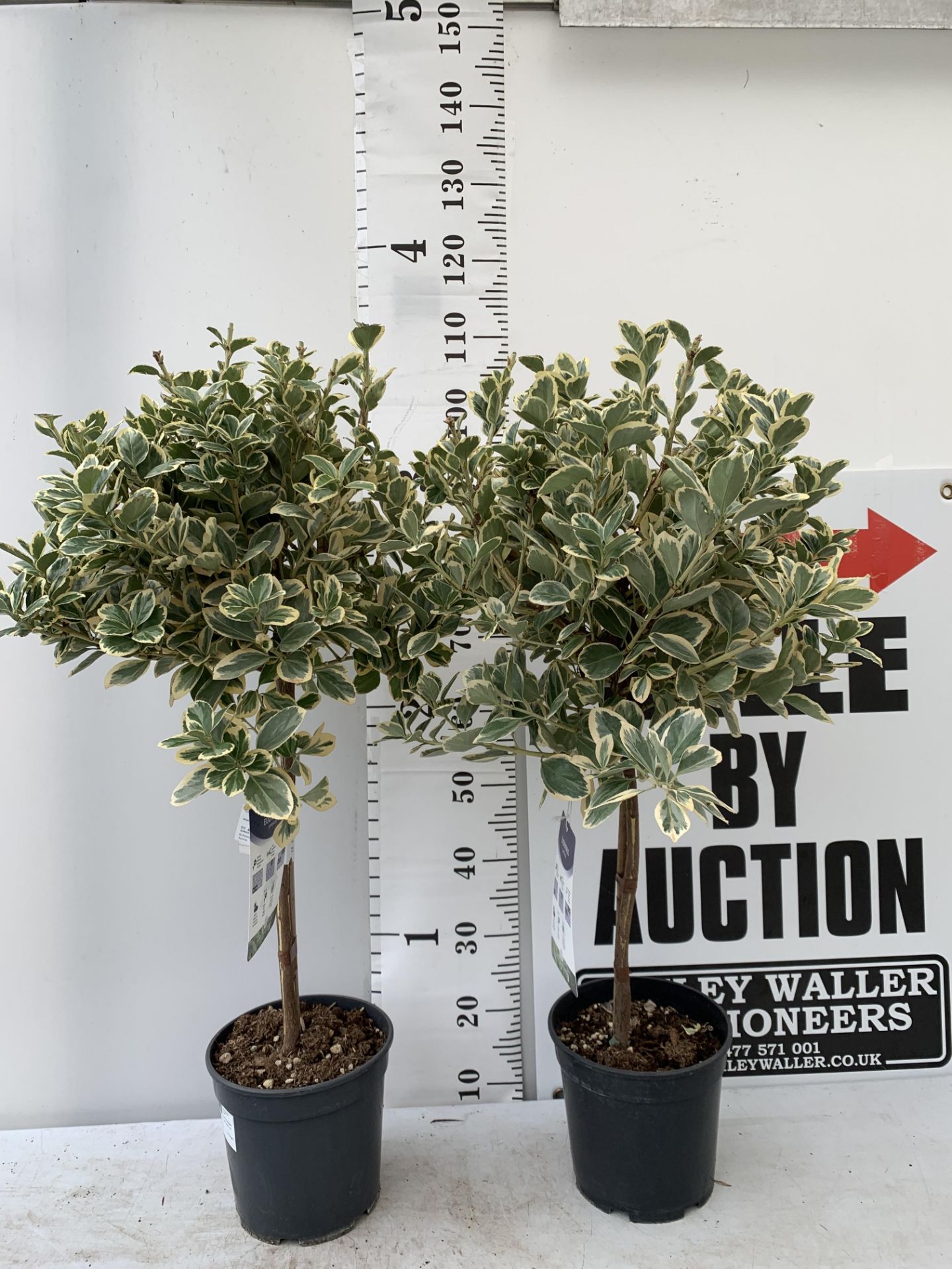 TWO EUONYMUS JAPONICUS STANDARD TREES APPROX 110CM IN HEIGHT IN 5 LTR POTS PLUS VAT TO BE SOLD FOR