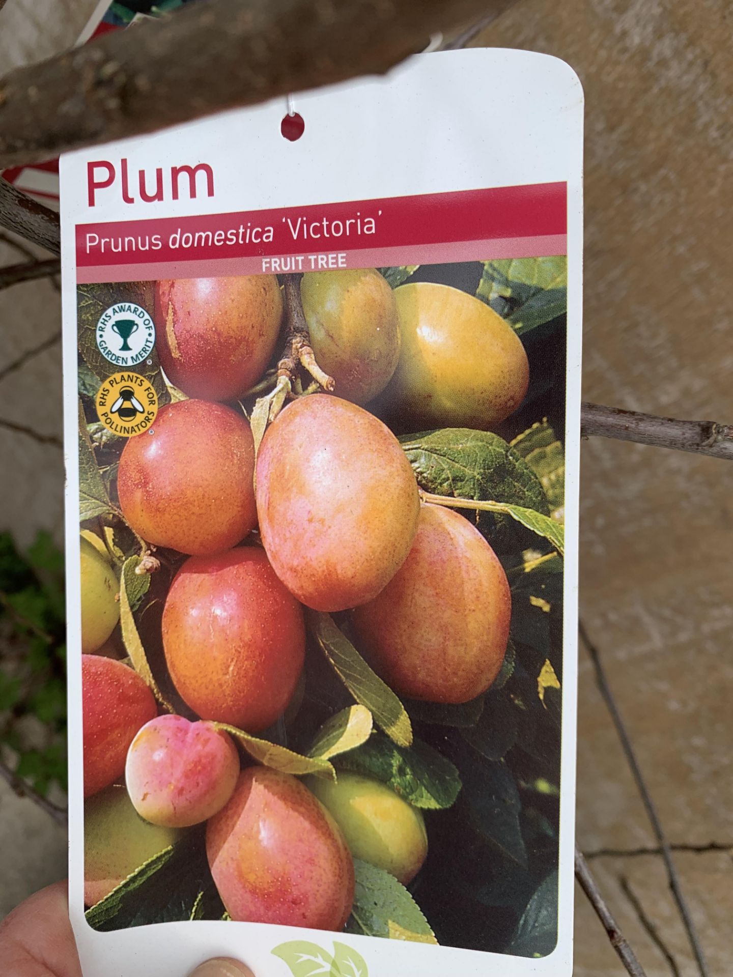FIVE VARIOUS FRUIT TREES TO INCLUDE AN APPLE, PEAR, CHERRY, PLUM AND DAMSON - Image 13 of 16
