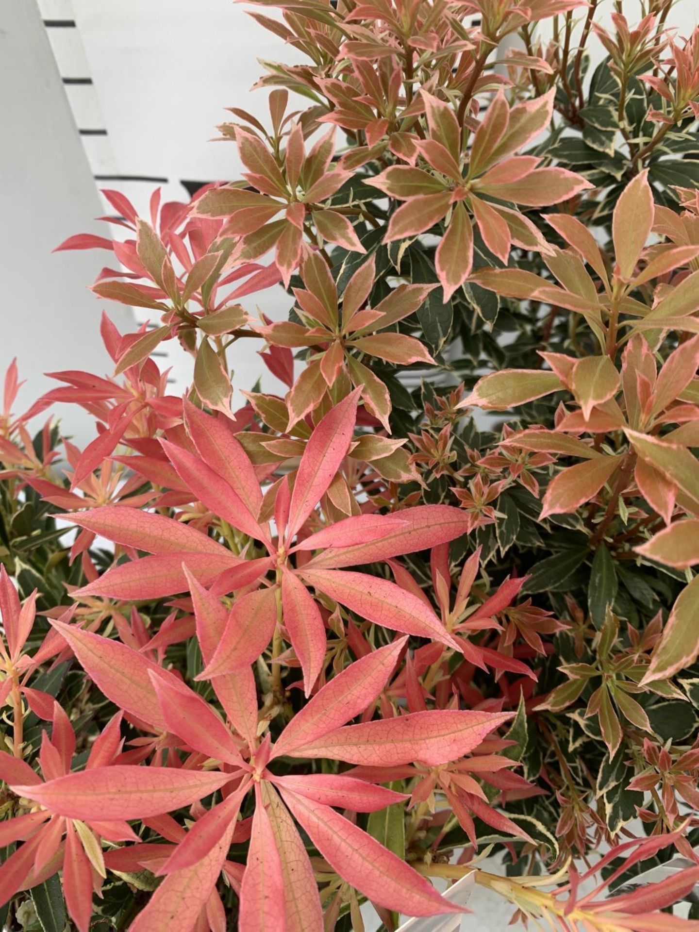 TWO PIERIS JAPONICA LITTLE HEATH AND FLAMING SILVER IN 3 LTR POTS 45CM TALL PLUS VAT TO BE SOLD - Image 10 of 10
