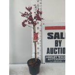 ONE FLOWERING CHERRY PRUNUS PERSICA 'MELRED' RED APPROX 110CM IN HEIGHT IN A 4LTR POT PLUS VAT