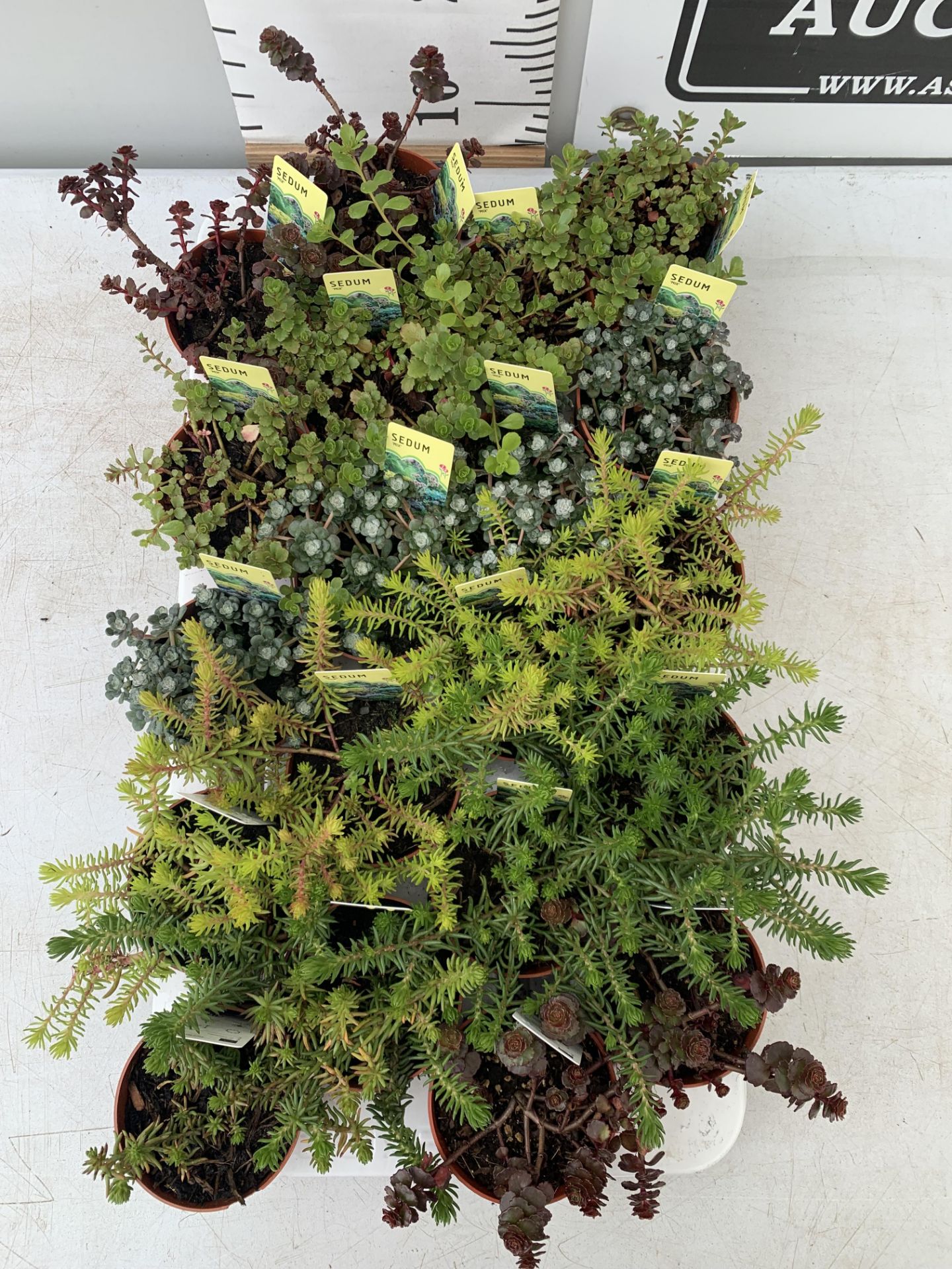 TWENTY MIXED SEDUMS ON A TRAY PLUS VAT TO BE SOLD FOR THE TWENTY - Image 3 of 10