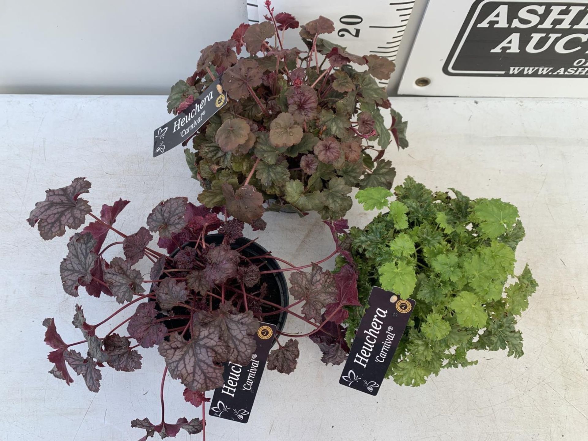 THREE HEUCHERA 'CARNIVAL' IN 2 LTR POTS PLUS VAT TO BE SOLD FOR THE THREE - Image 4 of 8