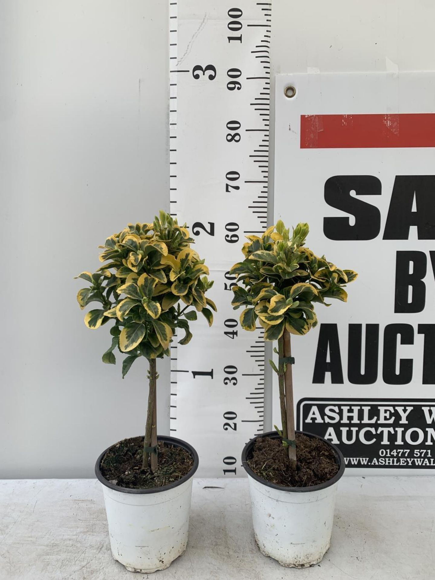 TWO MINIATURE EUONYMUS JAPONICUS STANDARD TREES APPROX 60CM IN HEIGHT PLUS VAT TO BE SOLD FOR THE - Bild 2 aus 6