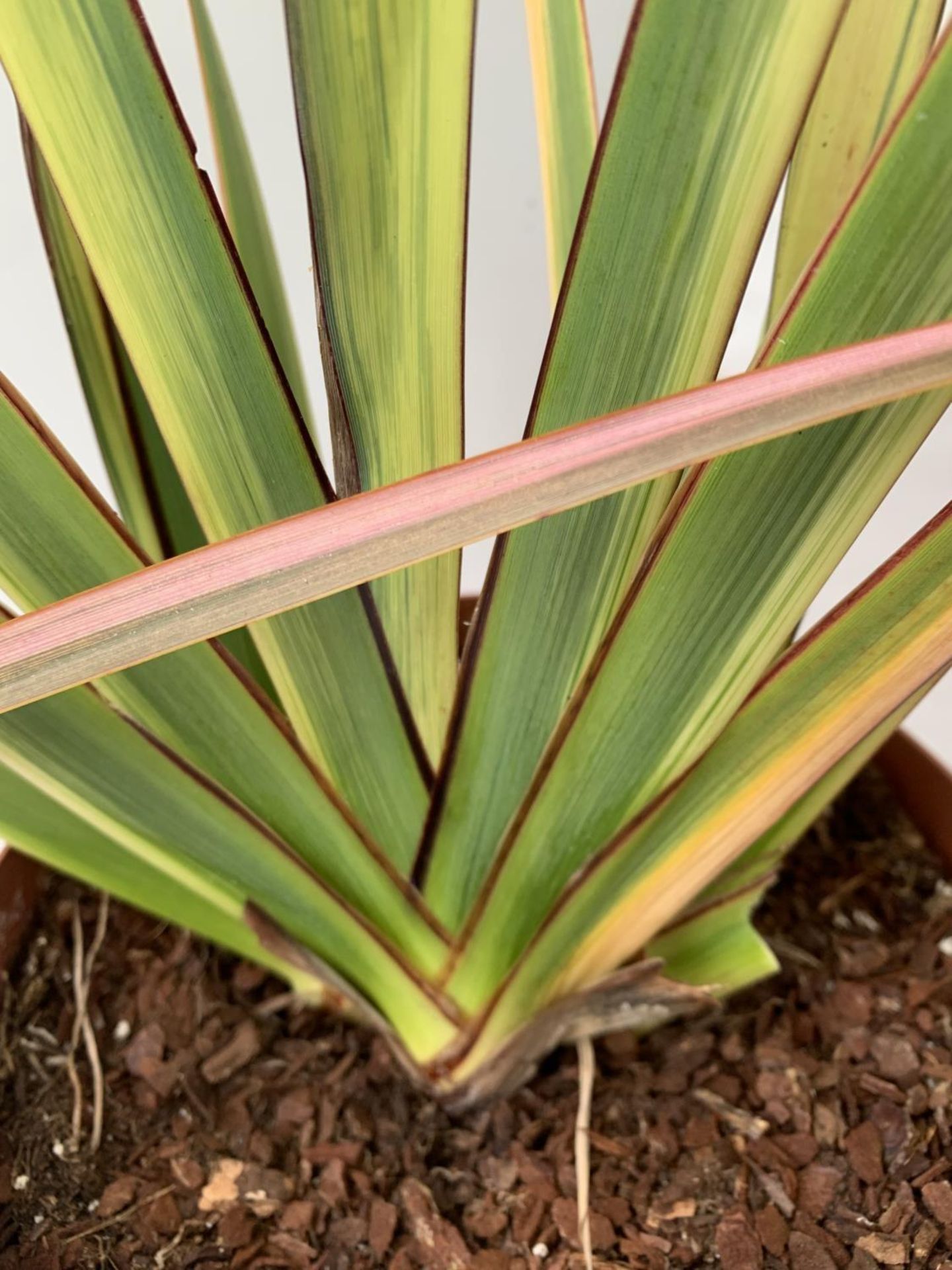TWO PHORMIUM TENAX 'RAINBOW QUEEN' IN 3 LTR POTS APPROX 1M IN HEIGHT PLUS VAT TO BE SOLD FOR THE TWO - Image 6 of 12
