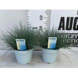 TWO FESTUCA GLAUCAINTENSE BLUE IN 2 LTR POTS 30CM TALL PLUS VAT TO BE SOLD FOR THE TWO