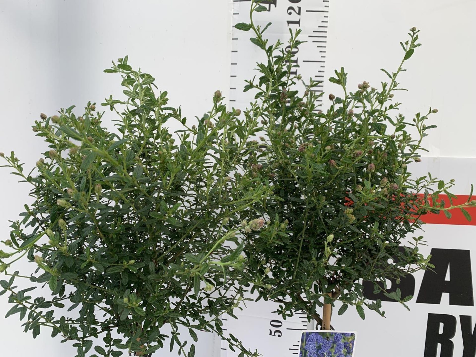 TWO STANDARD CEANOTHUS CONCHA IN 3 LTR POTS OVER 100CM PLUS VAT TO BE SOLD FOR THE TWO - Image 6 of 16