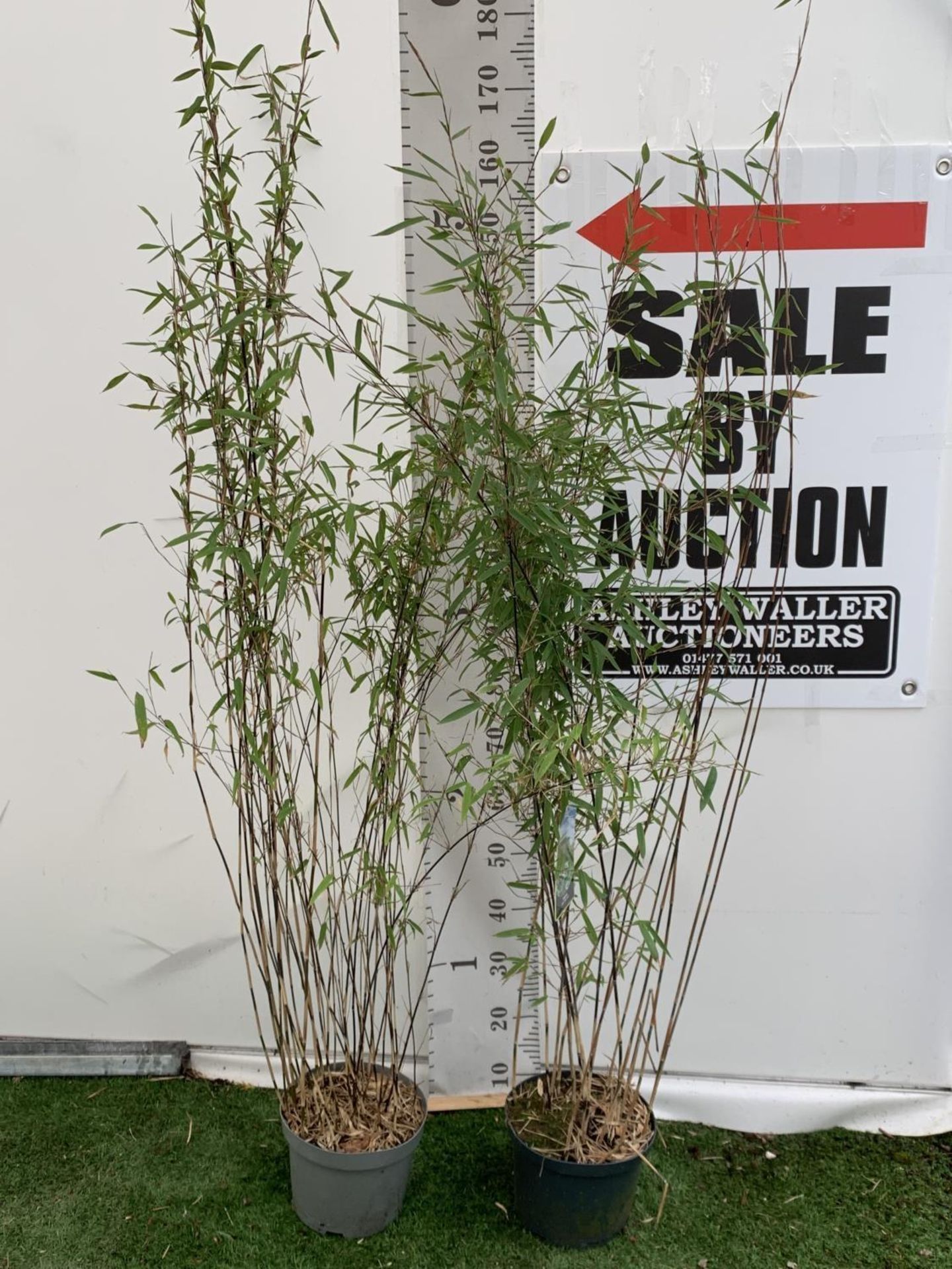 TWO BAMBOO FARGESIA 'BLACK PEARL' AND 'VOLCANO' OVER 2 METRES IN HEIGHT IN 5 LTR POTS PLUS VAT TO BE - Image 2 of 12