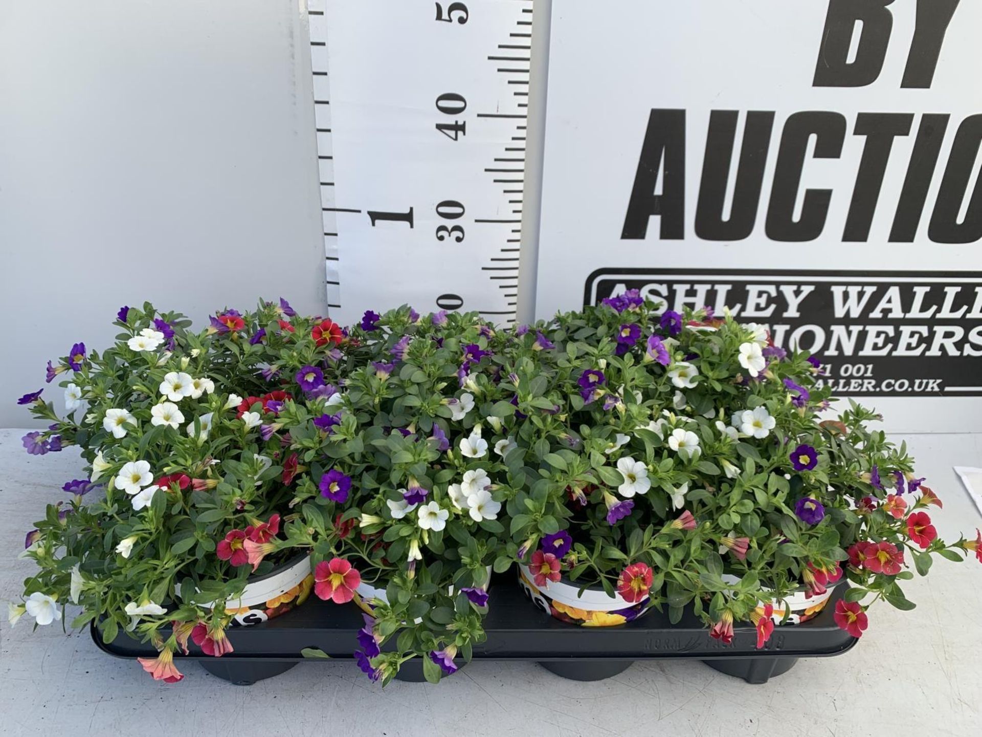 EIGHT POTS CALIBRACHOA TRIOBELLS IN 2 LTR POTS PLUS VAT TO BE SOLD FOR THE EIGHT - Image 4 of 6