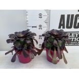 TWO AEONIUM ARBOREUM VELOURS IN 1 LTR POTS 25CM TALL PLUS VAT TO BE SOLD FOR THE TWO