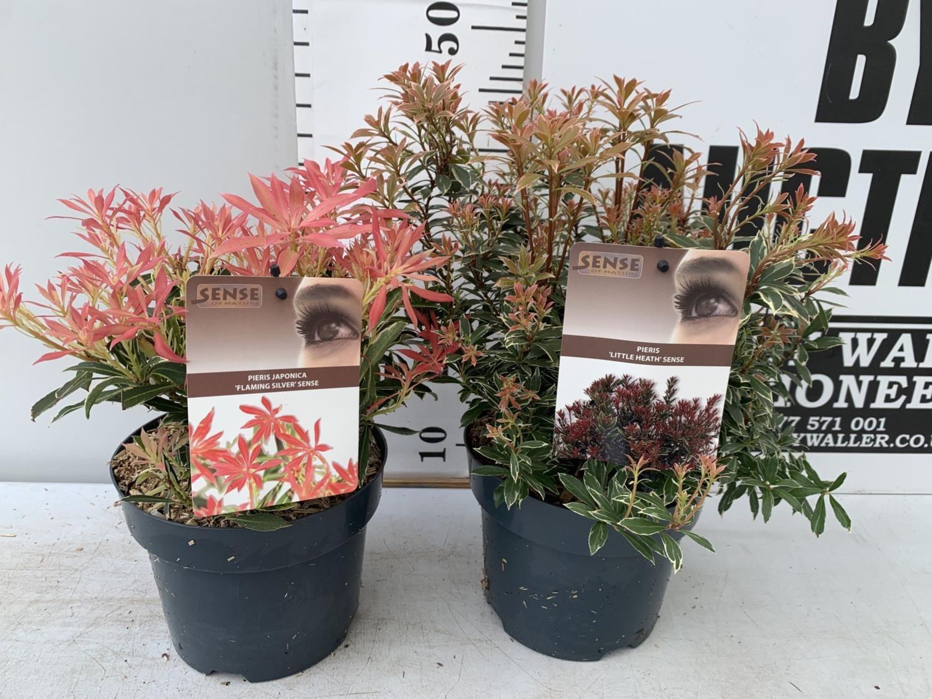 TWO PIERIS JAPONICA LITTLE HEATH AND FLAMING SILVER IN 3 LTR POTS 45CM TALL PLUS VAT TO BE SOLD - Bild 6 aus 10