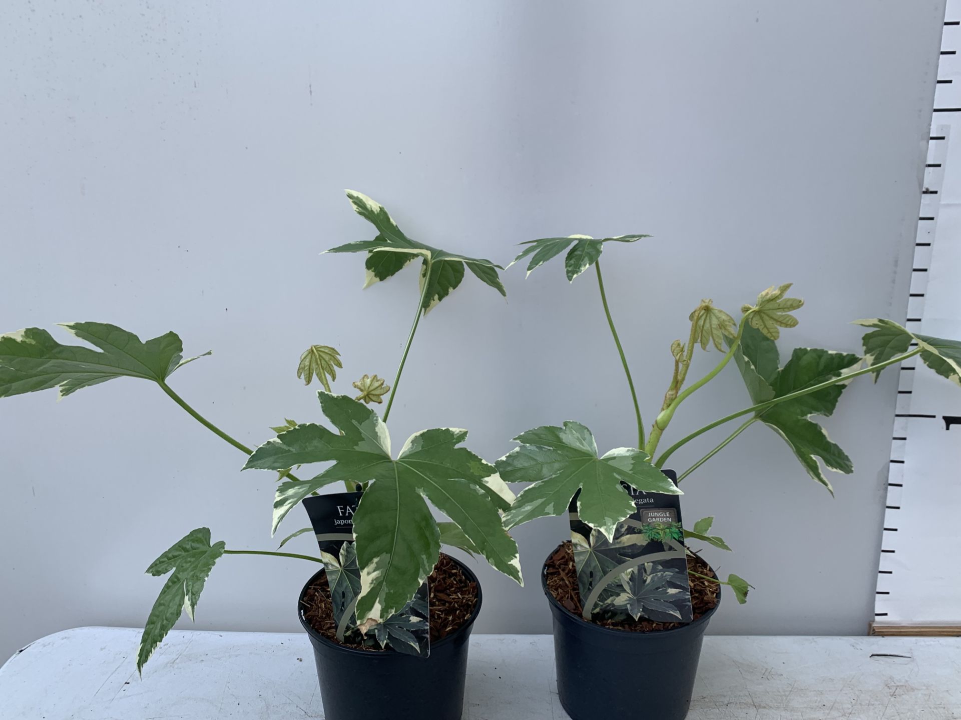 TWO FATSIA JUNGLE GARDEN JAPONICA VARIEGATA IN 2 LTR POTS 50CM TALL PLUS VAT TO BE SOLD FOR THE TWO - Image 5 of 10