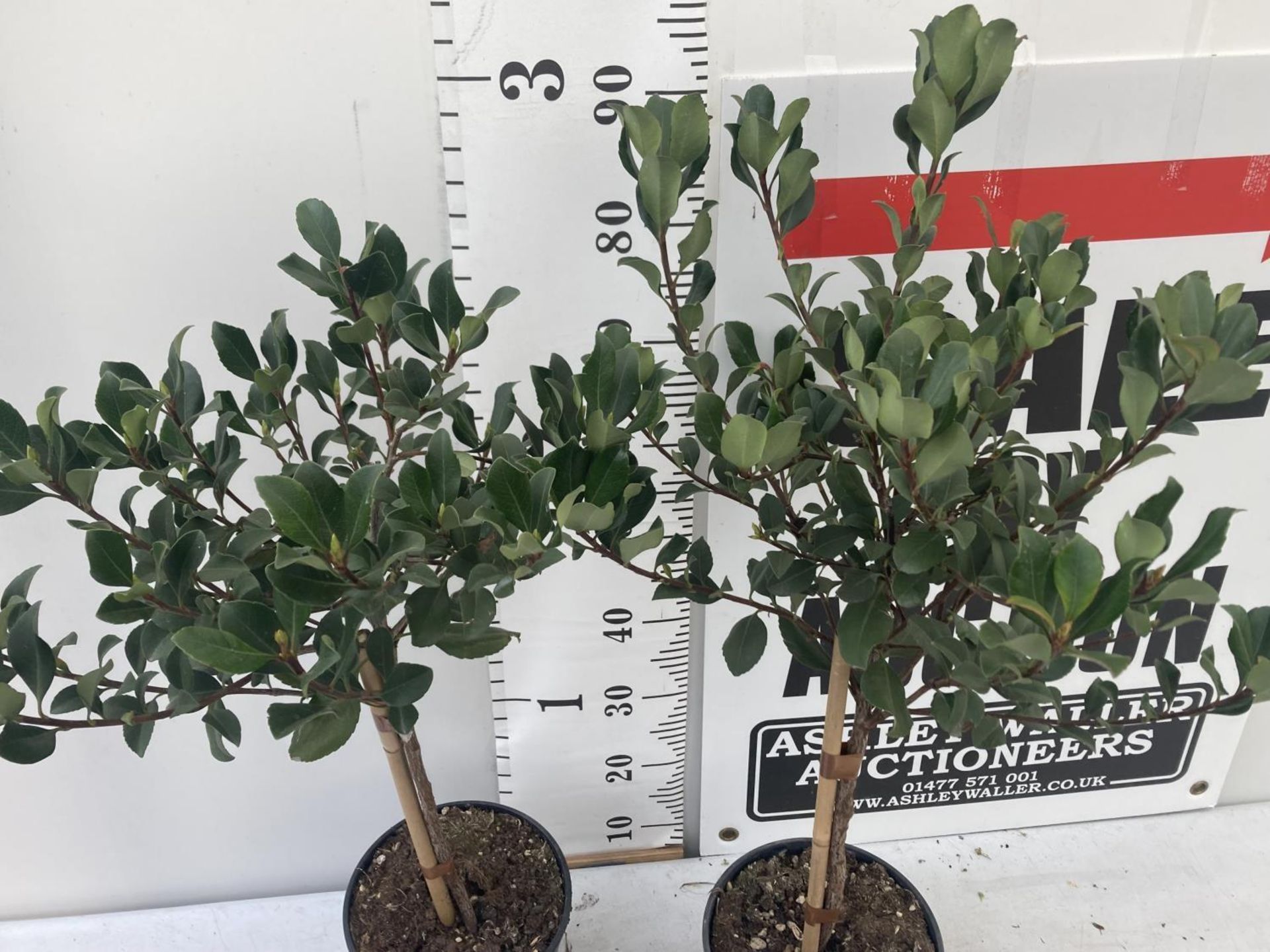 TWO RHAPHIOLEPIS INDICA SPRINGTIME STANDARD TREES IN 4 LTR POTS APPROX 95CM IN HEIGHT PLUS VAT TO BE - Image 5 of 12
