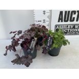 THREE HEUCHERA 'CARNIVAL' IN 2 LTR POTS PLUS VAT TO BE SOLD FOR THE THREE