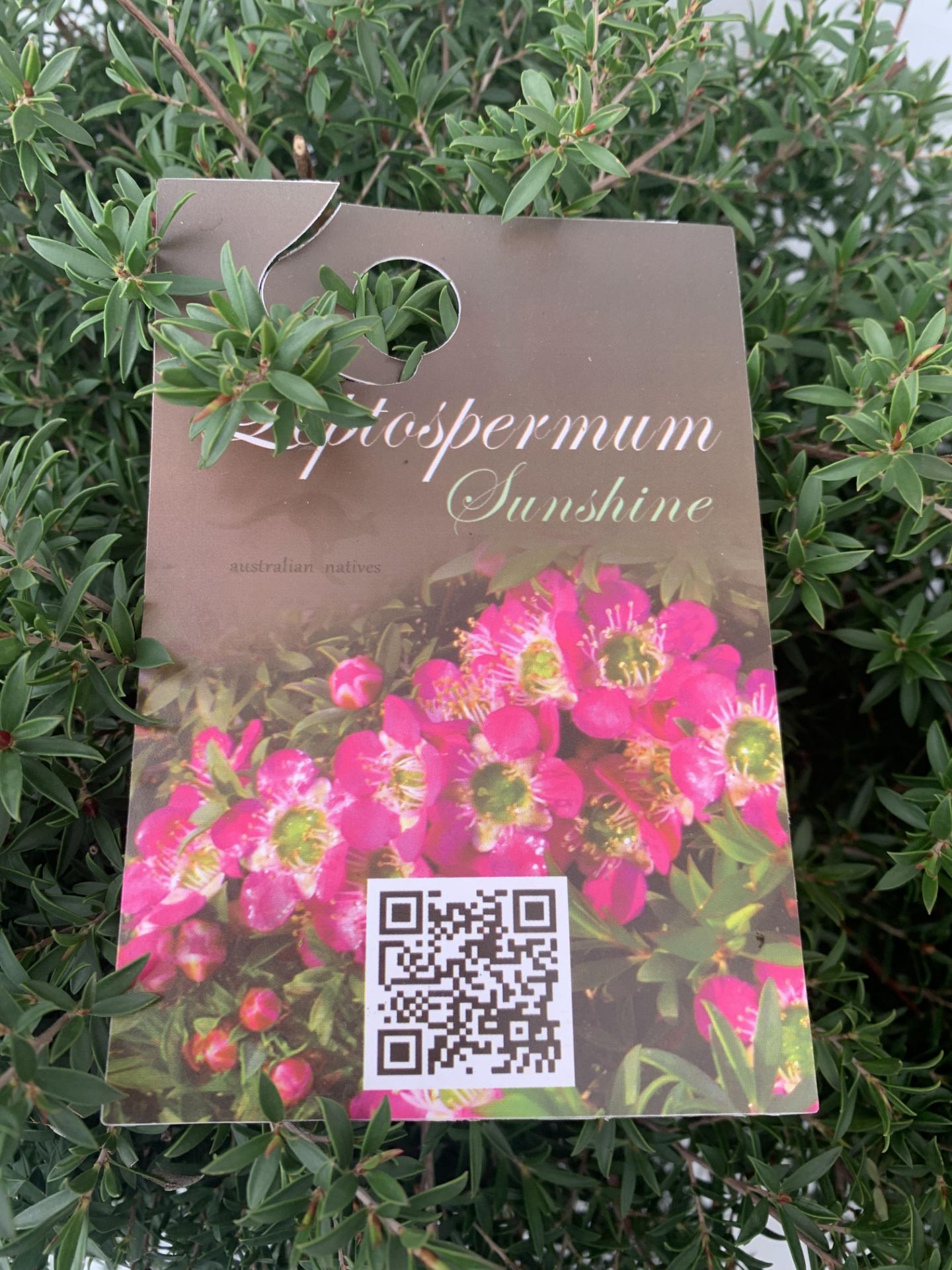 TWO LEPTOSPERMUM 'SUNSHINE' PINK SHRUBS APPROX 60CM IN HEIGHT IN FIVE LTR POTS PLUS VAT TO BE SOLD - Bild 7 aus 8