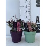 TWO HEBES WILD ROMANCE AND BLONDIE IN 2 LTR POTS HEIGHT 30CM