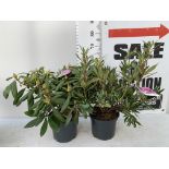 TWO RHODODENDRON PONTICUM AND VARIEGATUM AND MARCEL MENARD IN 5 LTR POTS 60CM TALL PLUS VAT TO BE
