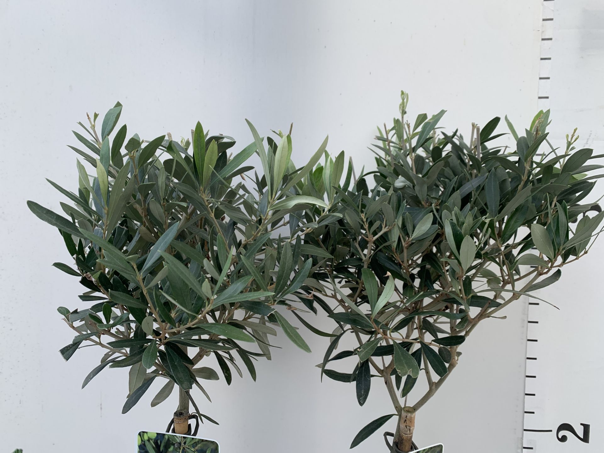 TWO STANDARD OLIVE TREES IN 3 LTR POTS HEIGHT 100CM NO VAT TO BE SOLD FOR THE TWO - Image 5 of 8