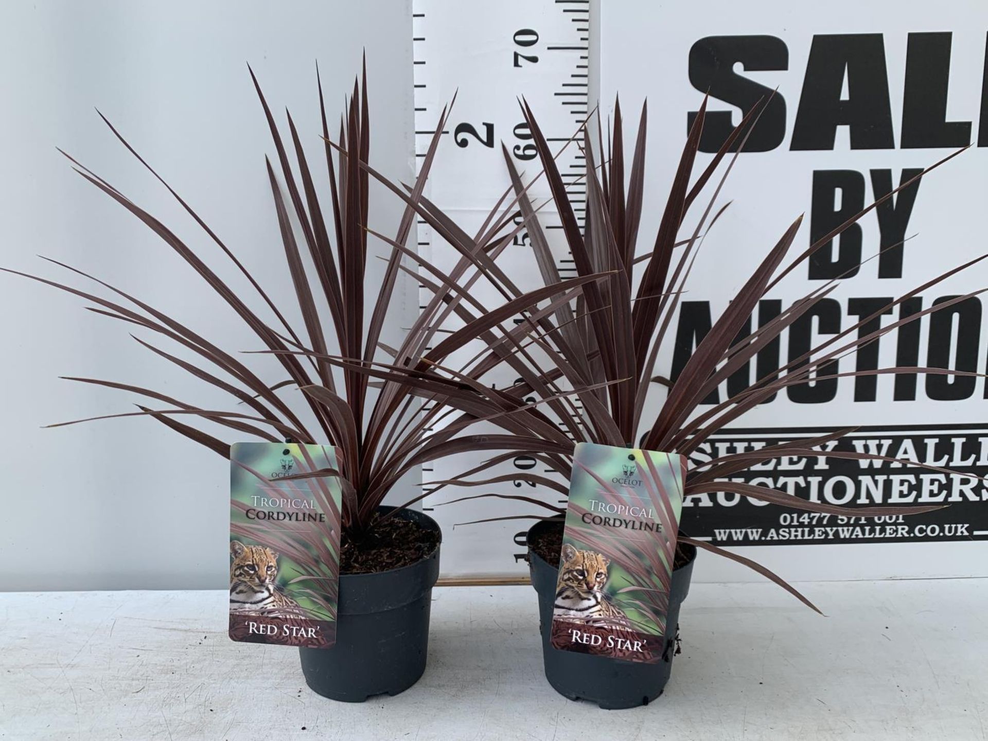 TWO CORDYLINE AUSTRALIS RED STAR IN 2 LTR POTS HEIGHT 60CM PLUS VAT TO BE SOLD FOR THE TWO - Image 2 of 8