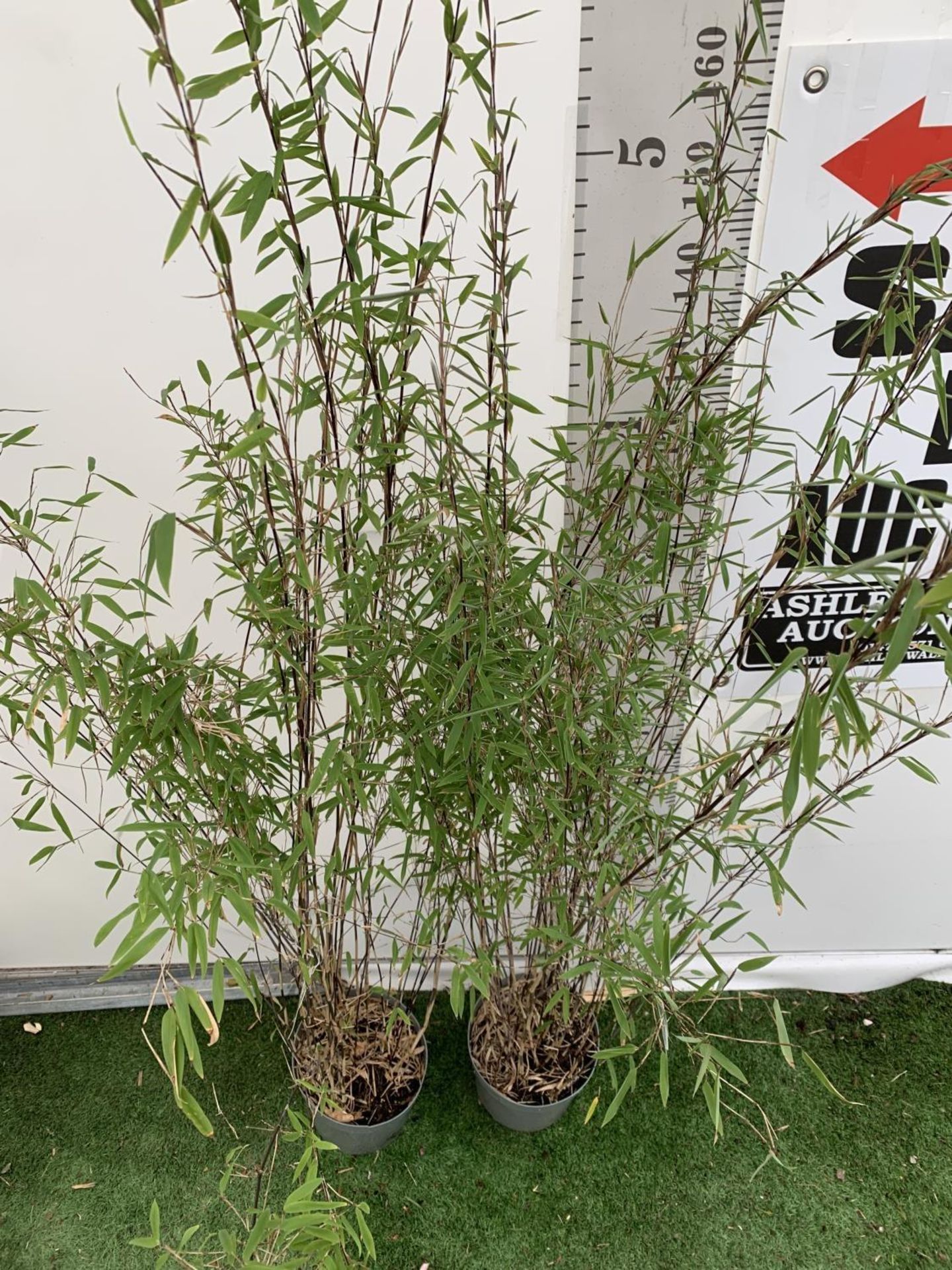 TWO BAMBOO FARGESIA 'VOLCANO' OVER 2 METRES IN HEIGHT IN 5 LTR POTS PLUS VAT TO BE SOLD FOR THE TWO - Image 4 of 8