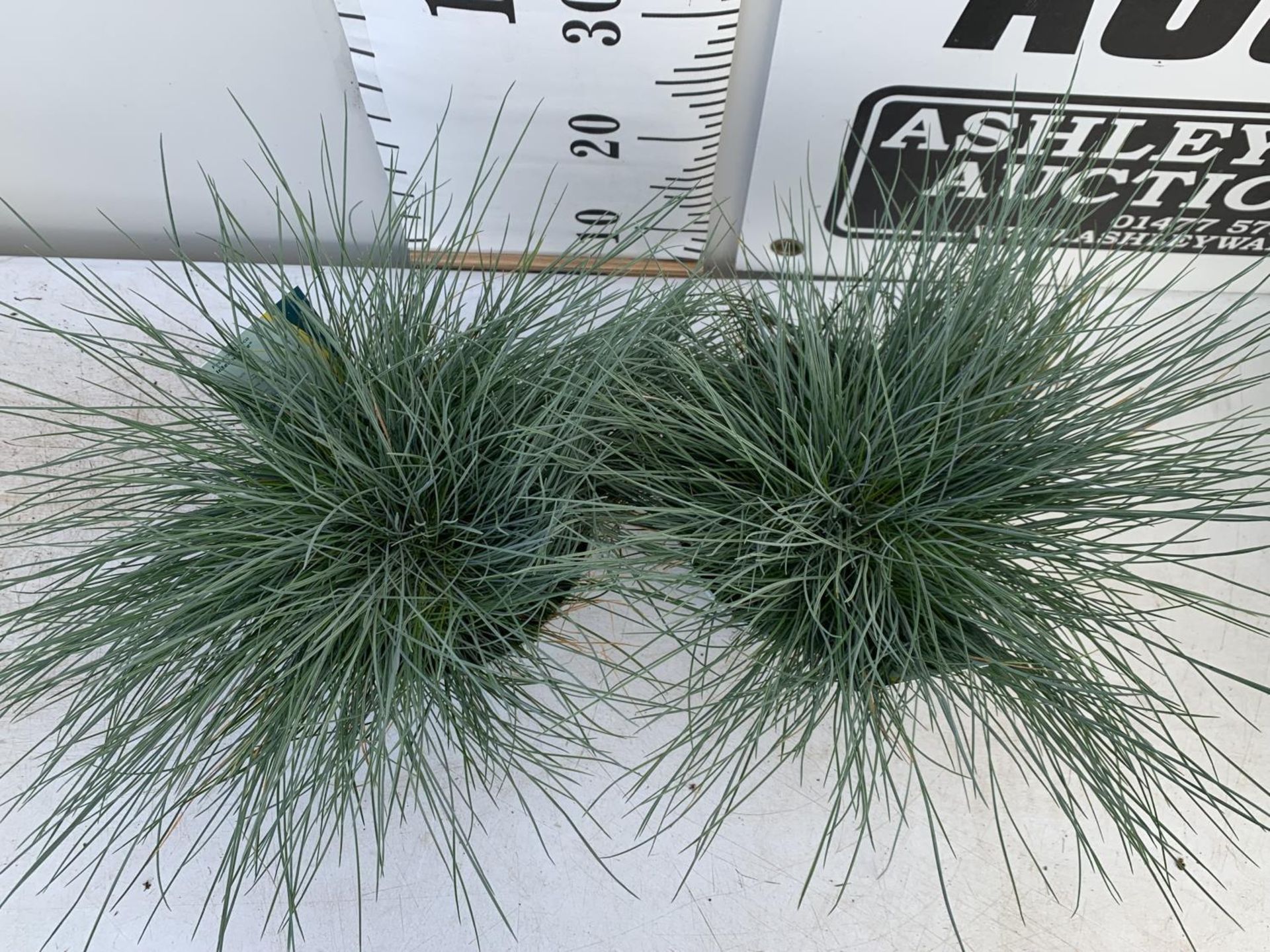 TWO FESTUCA GLAUCAINTENSE BLUE IN 2 LTR POTS 30CM TALL PLUS VAT TO BE SOLD FOR THE TWO - Image 4 of 10