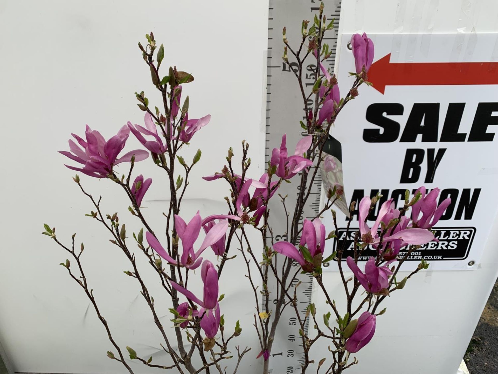 A LARGE MAGNOLIA PINK 'SUSAN' TREE OVER 2 METRES IN HEIGHT IN A 10 LTR POT PLUS VAT - Bild 4 aus 12