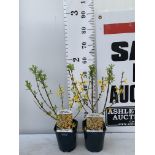 TWO FORSYTHIA MINIGOLD IN TWO LITRE POTS 55CM TALL PLUS VAT TO BE SOLD FOR THE TWO