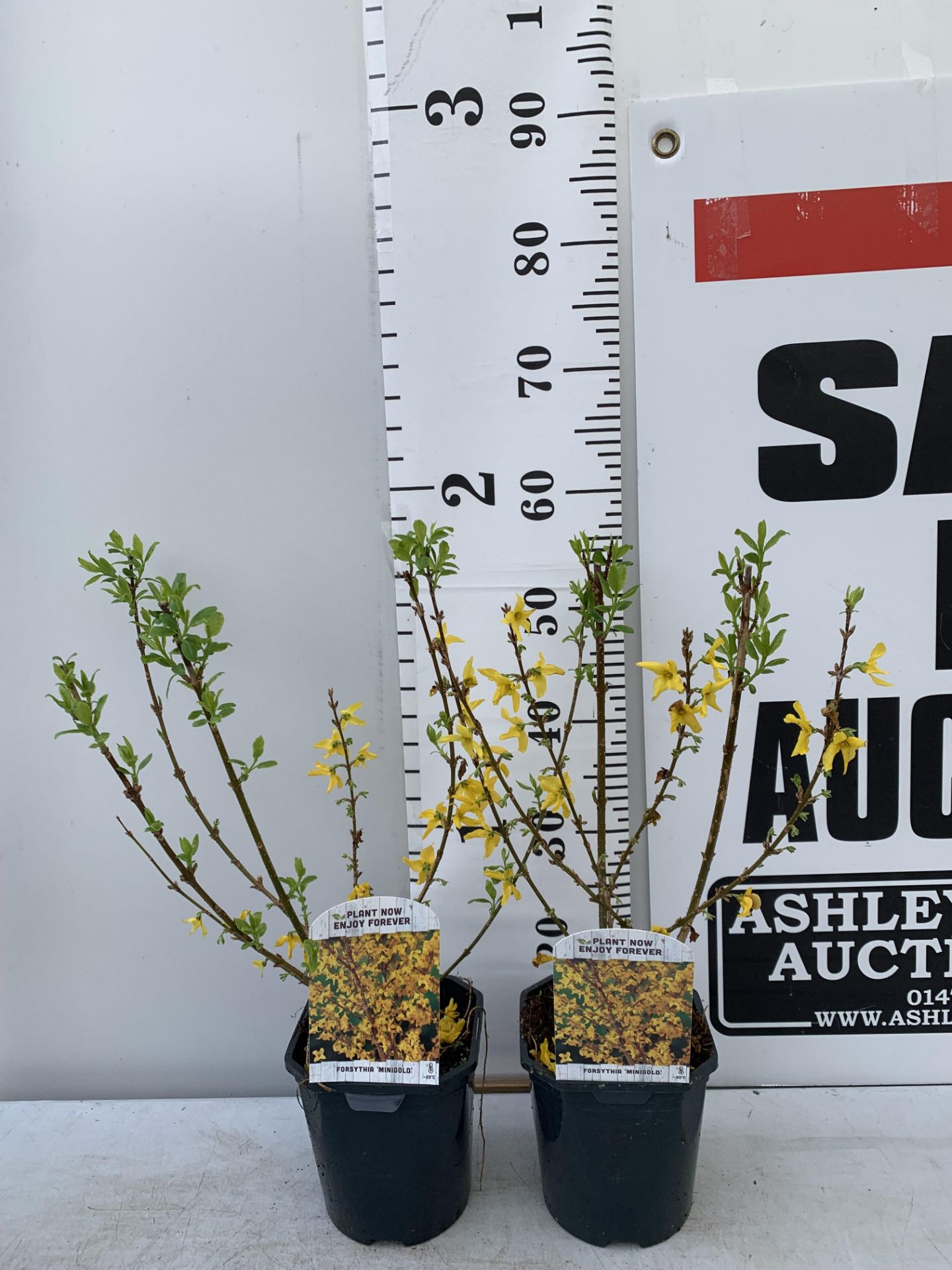 TWO FORSYTHIA MINIGOLD IN TWO LITRE POTS 55CM TALL PLUS VAT TO BE SOLD FOR THE TWO